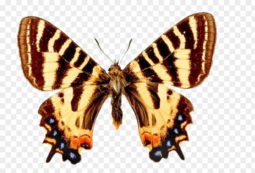 Butterfly Luehdorfia Bilateria Protographium Marcellus Axial Symmetry PNG