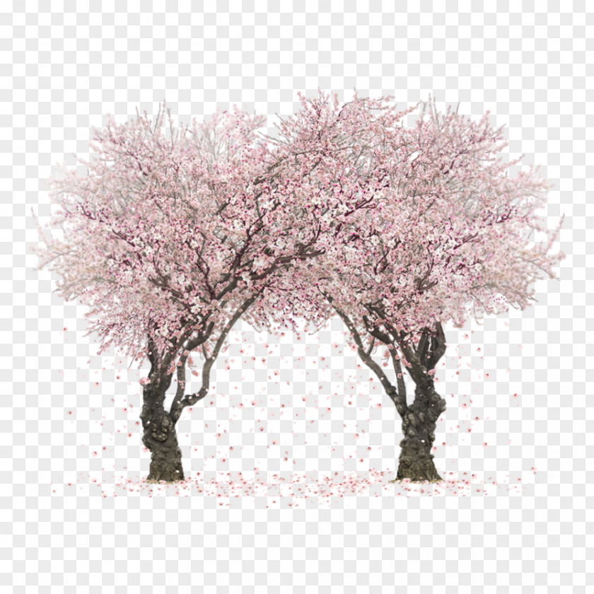 Cherry Blossom Fall Tree Clip Art PNG