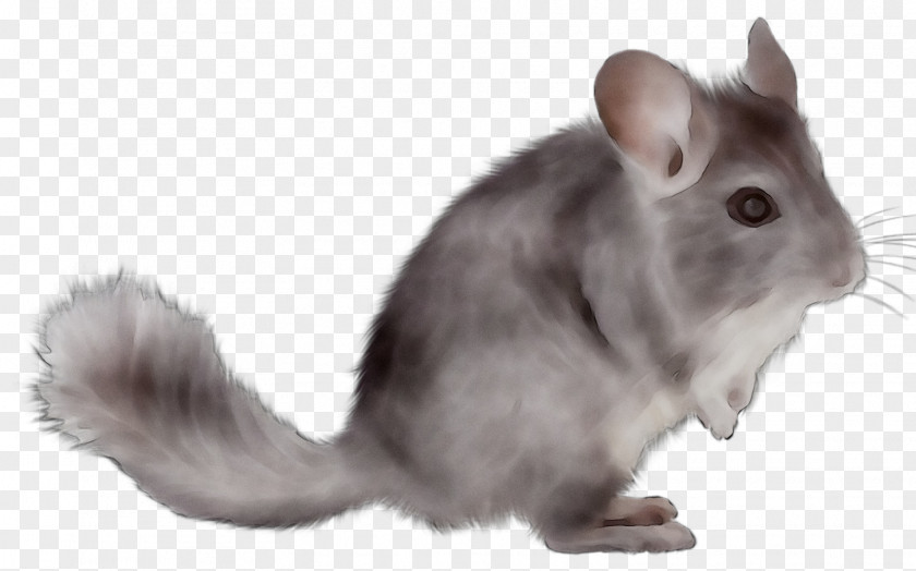 Chinchilla Rodent Hamster Mammal Gerbil PNG