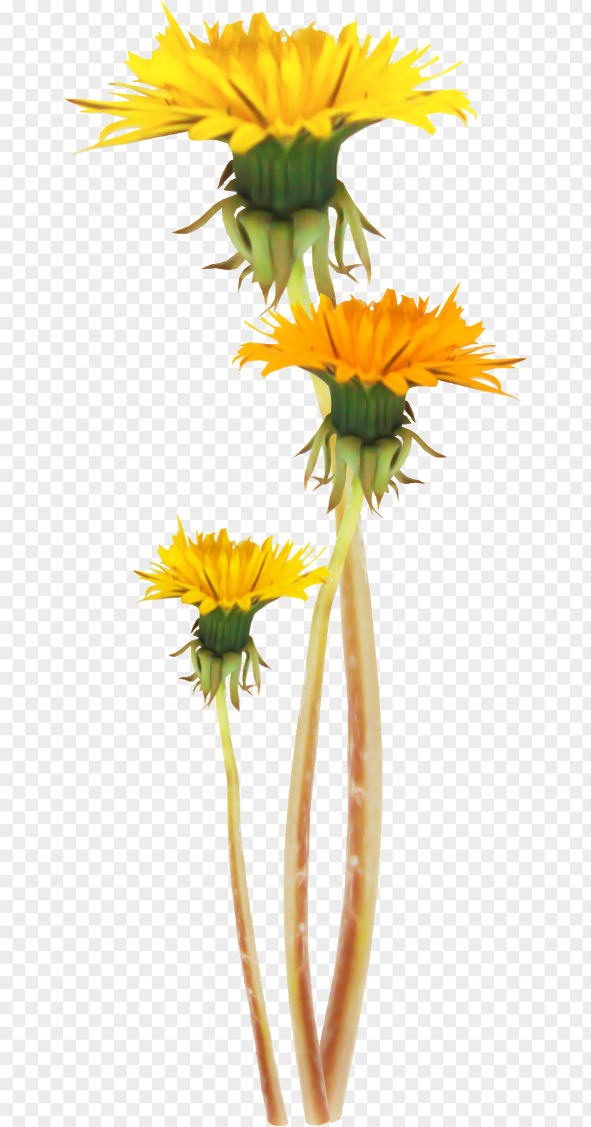 Dandelion Common Sunflower Plant Stem Clip Art PNG