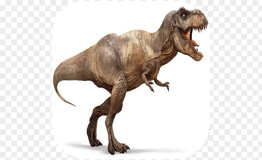 Dinosaur Tyrannosaurus Velociraptor Carnivores: Hunter Late Cretaceous PNG