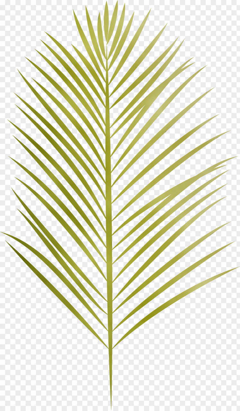 Leaf Plant Stem Grasses Angle Line PNG