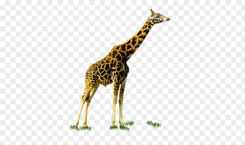 Adult Giraffe Deer PNG