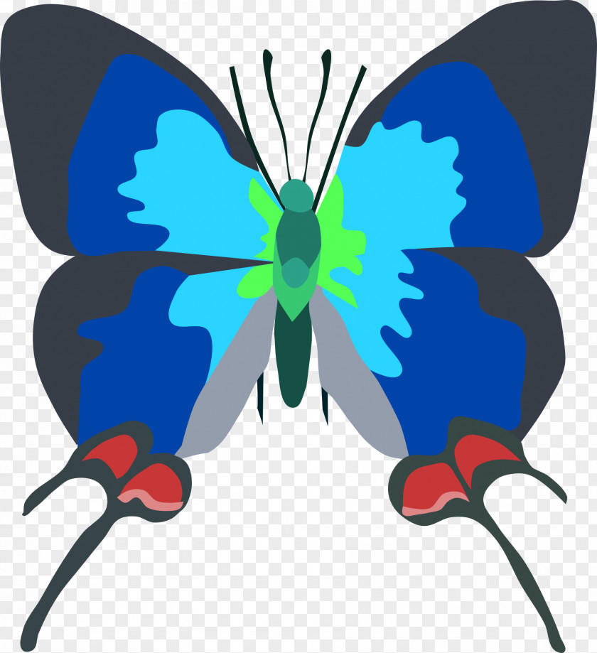 Butterfly Insect Desktop Wallpaper Evenus Coronata PNG