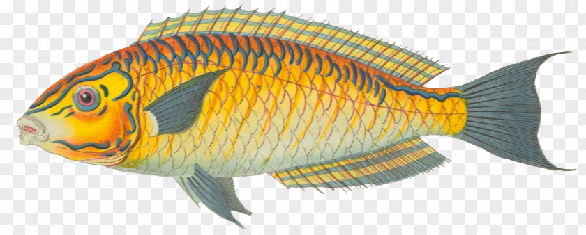 Fish Tilapia Halichoeres Brasiliensis Aquariums Marine Biology PNG