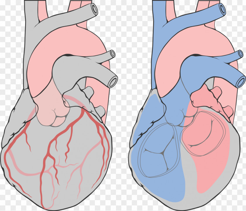 Oblique Coronary Arteries Left Artery Heart Catheterization PNG