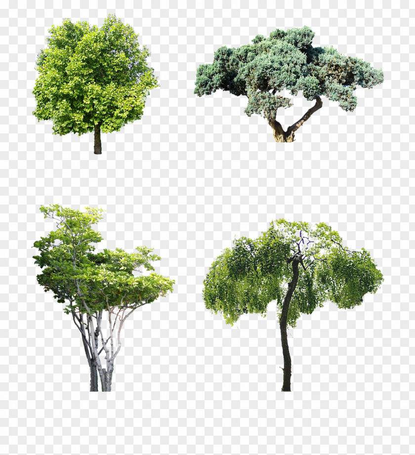 Winter Trees Macrophanerophytes Shrub Garden Tree Motoevakuator PNG