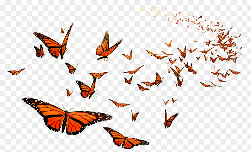 Beautiful Gift Monarch Butterfly Flight Orange Middle School Insect PNG