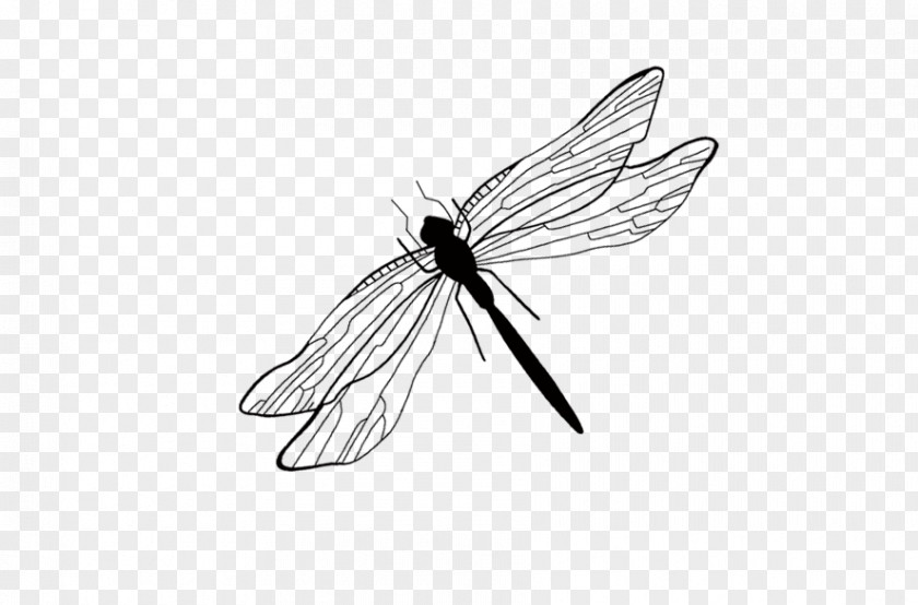 Dragonfly Butterfly Euclidean Vector PNG
