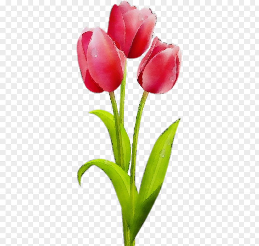 Flower Tulip Plant Petal Tulipa Humilis PNG
