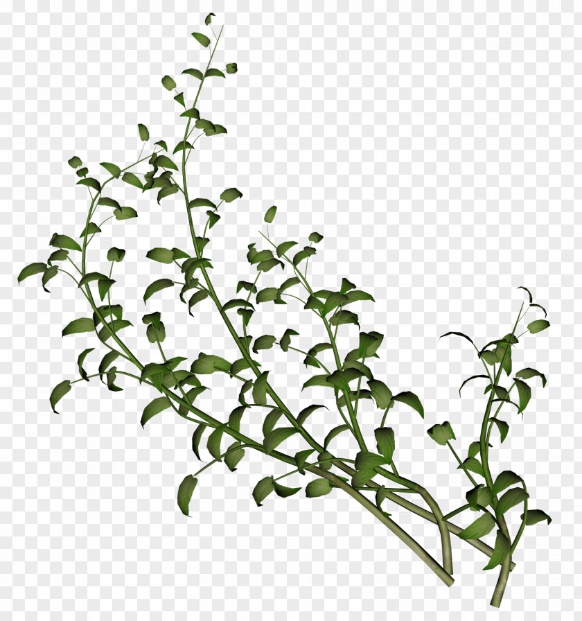 Herb PNG