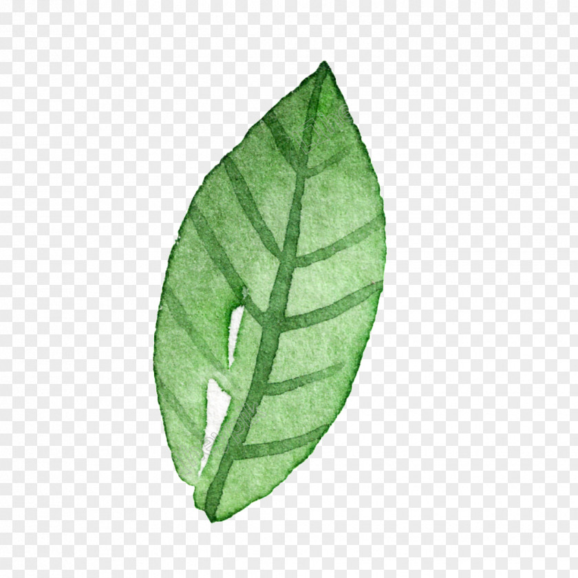 Kbcnmz Watercolor Image Illustration Leaf PNG