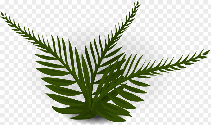 Leaf Burknar Plant PNG