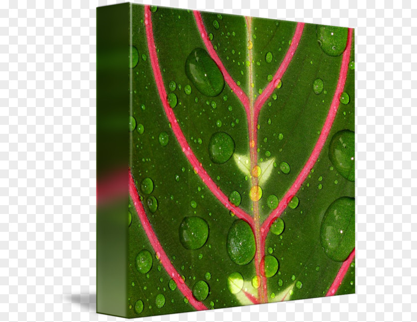 Science Fiction Quadrilateral Decorative Backgroun Leaf Green Water PNG