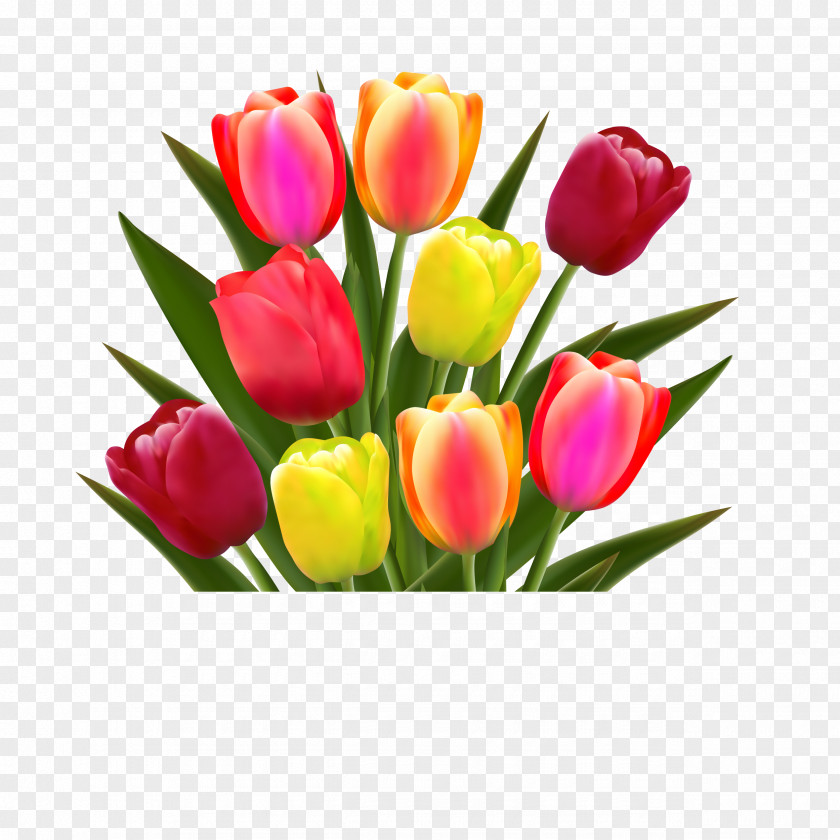 Tulip Flower Stock Photography Illustration PNG