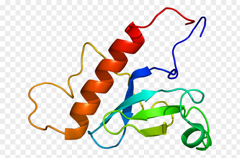 WHSC1L1 Gene Histone Methyltransferase Protein Human PNG