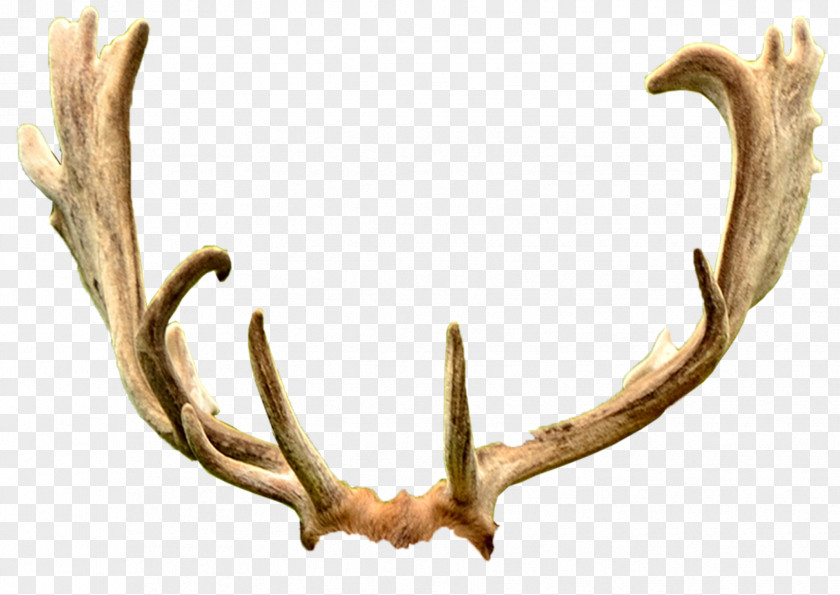 Deer Antler Trophy Hunting Ford Mustang Horn PNG