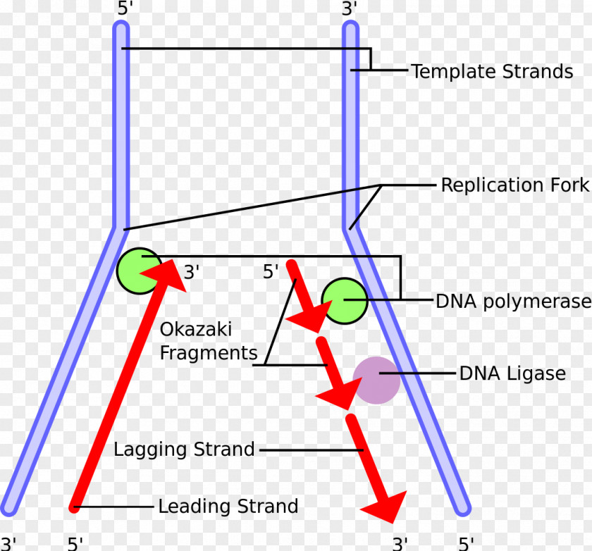 DNA Replication Okazaki Fragments Polymerase Telomere Primer PNG