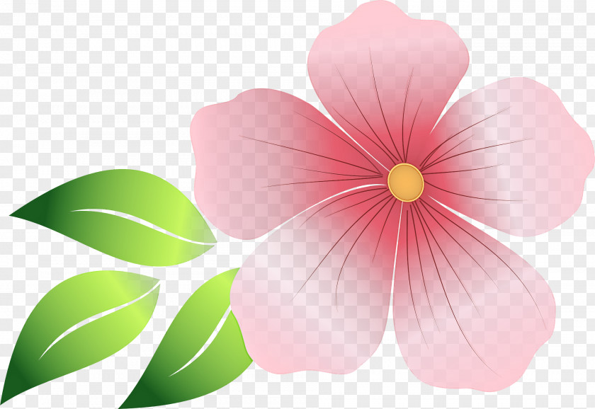 Impatiens Leaf Petal Pink Flower Plant PNG