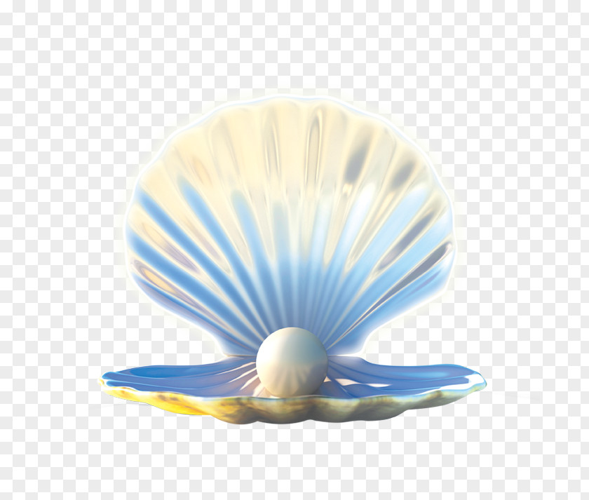 Pearl Shell Seashell Jewellery PNG