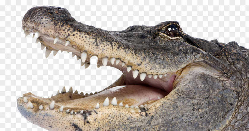 Tooth Mouth Alligator Cartoon PNG