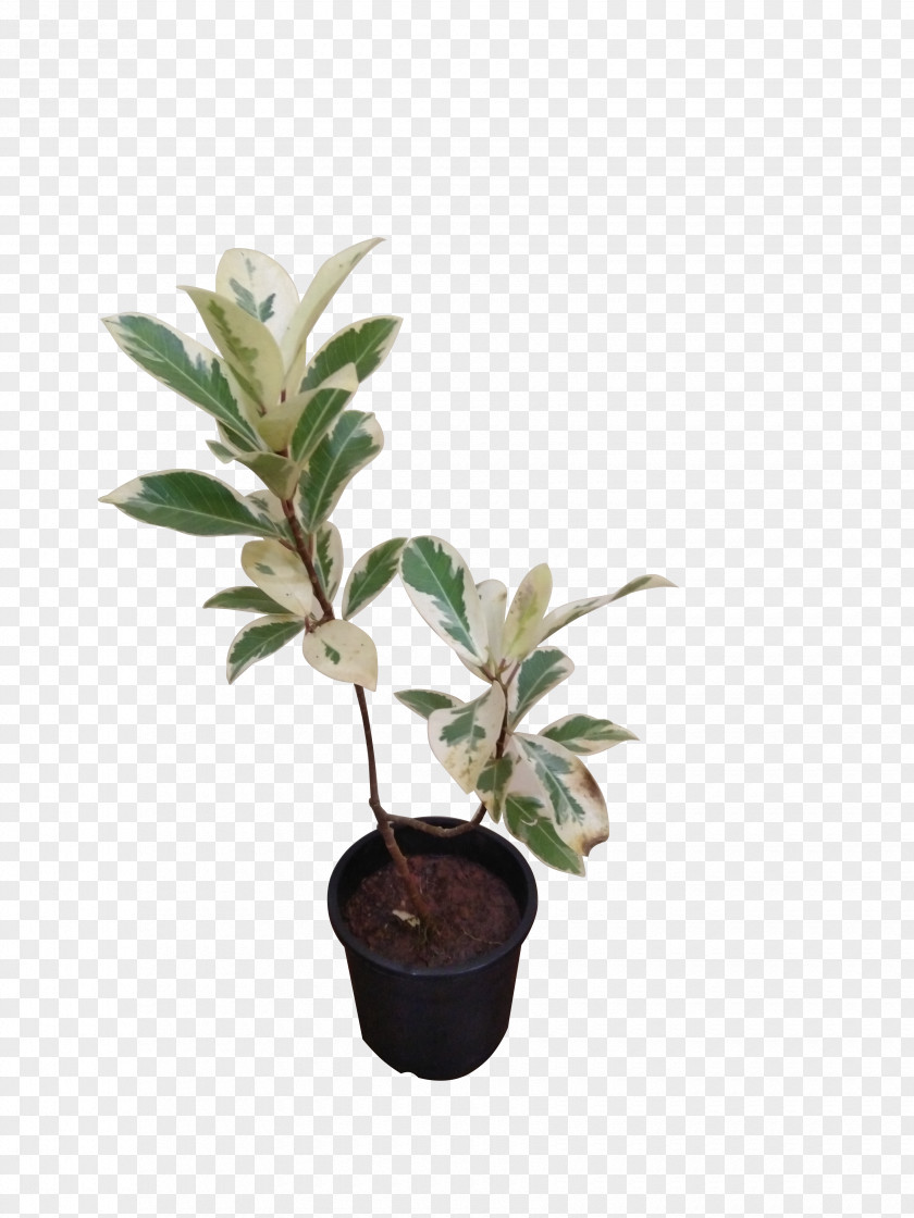 Variegated Aspidistra Leaves Inch Ornamental Plant Houseplant Garden Croton Leaf PNG