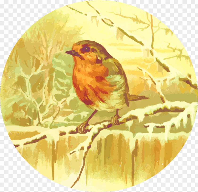 Vector Winter Birds Bird Illustrator Illustration PNG