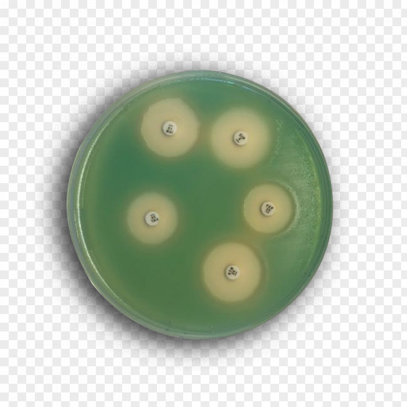 Blood Mueller-Hinton Agar Mannitol Salt Plate Microbiology PNG
