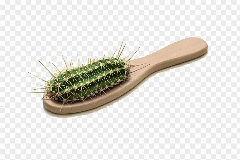 Cactus Comb Istanbul Photographer Photography Art Advertising PNG