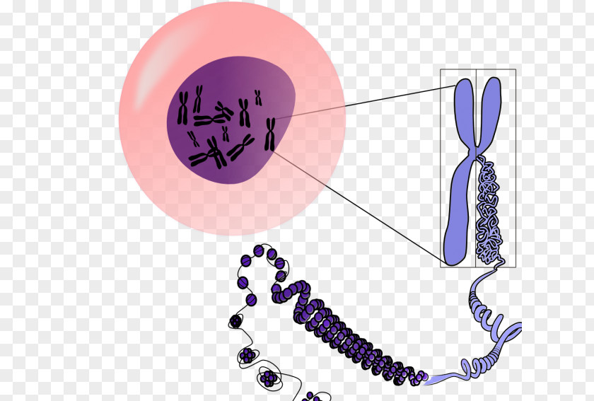 Chromosome DNA Genetics Clip Art PNG
