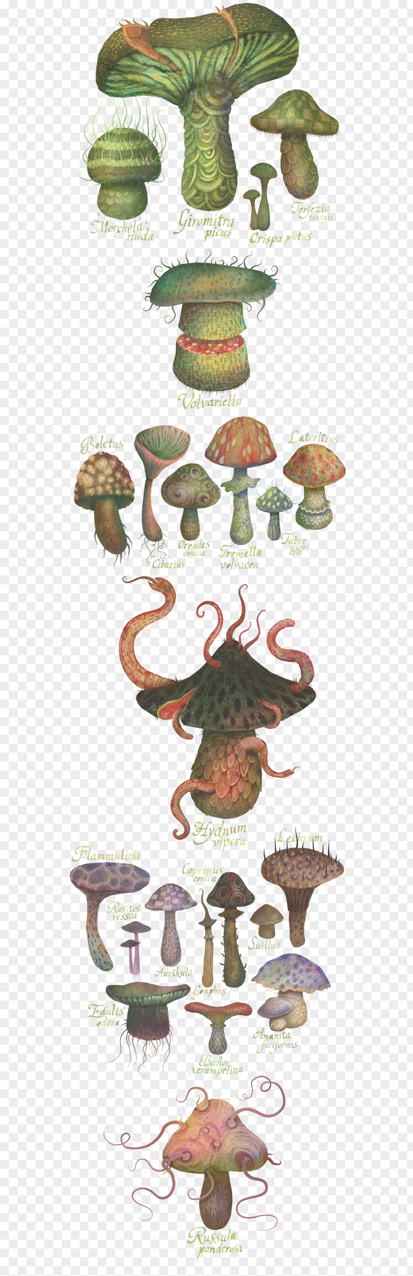 Design Drawing Botanical Illustration The Fungus Kingdom PNG