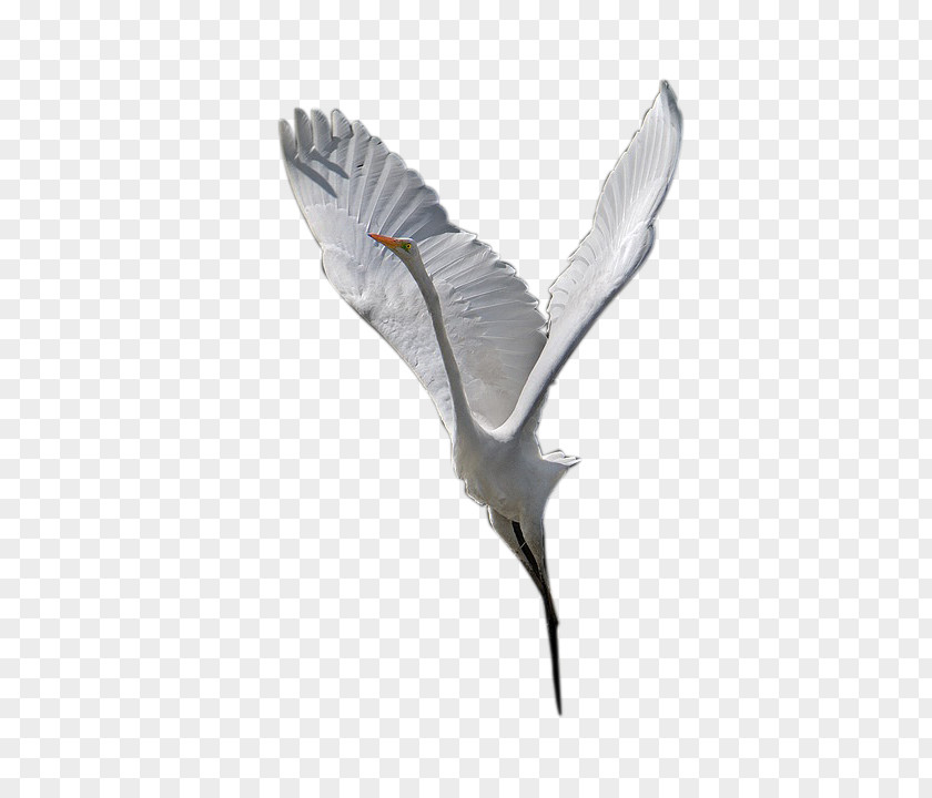Goose Bird Crane Wing Beak Feather PNG