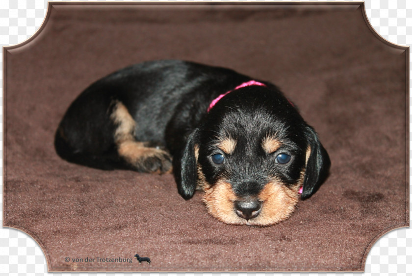 Puppy Dog Breed Black And Tan Coonhound & Gold PNG