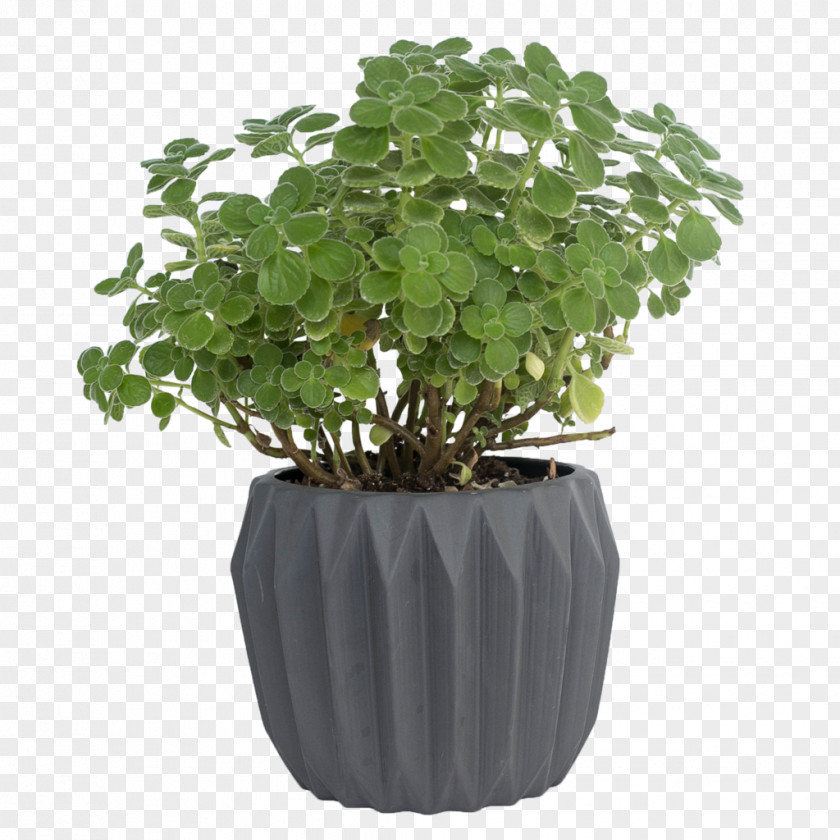 World Annual Plant Pot Leaf Cartoon PNG