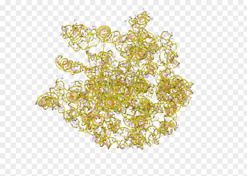 23S Ribosomal RNA Ribosome Prokaryotic Large Subunit PNG