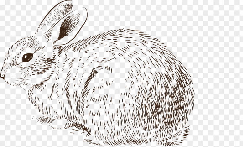 Fluffy Bunny Easter Rabbit Drawing Illustration PNG