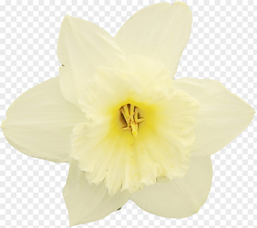 Hippeastrum Amaryllis Belladonna White Flower Yellow Petal Plant PNG
