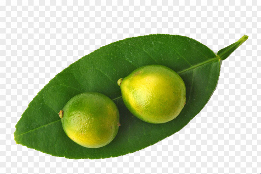 Kumquat Lemon HQ Pictures Key Lime Juice Persian PNG