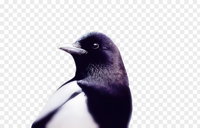 Penguin PNG