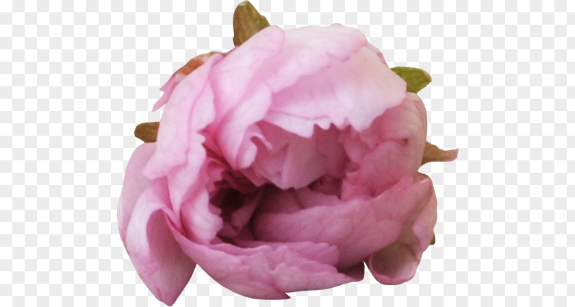 Peony Garden Roses Centifolia Clip Art PNG