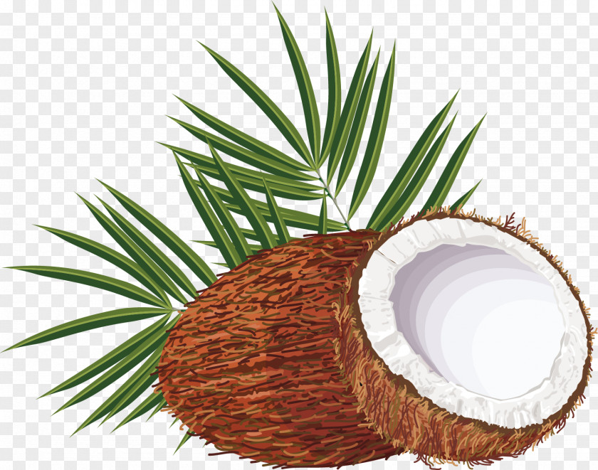 Coconut Vector Water Arecaceae Clip Art PNG