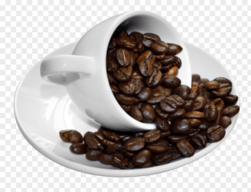 Coffee Cup Oliang White Bean PNG