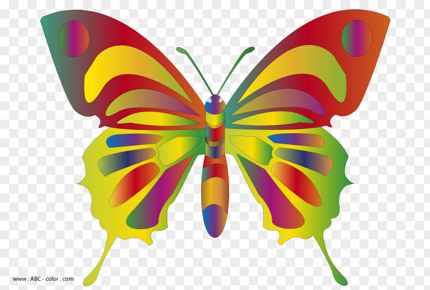 Colorful Butterfly Drawing Download Clip Art PNG