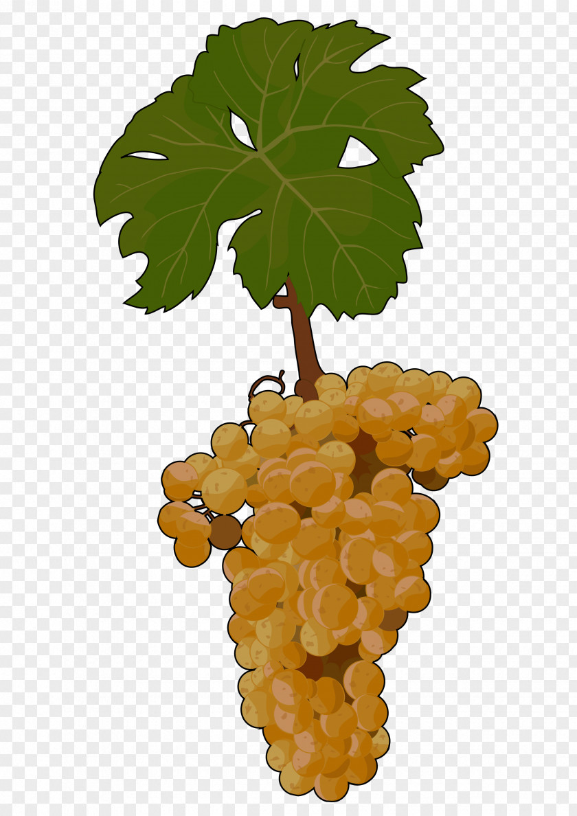 Grape Sultana Common Vine Malvasia Seedless Fruit PNG