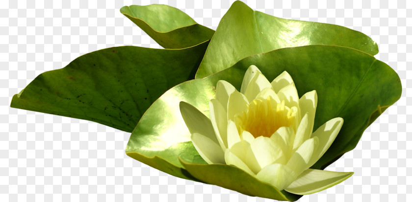Real Lotus Pygmy Water-lily Nelumbo Nucifera Photography PNG
