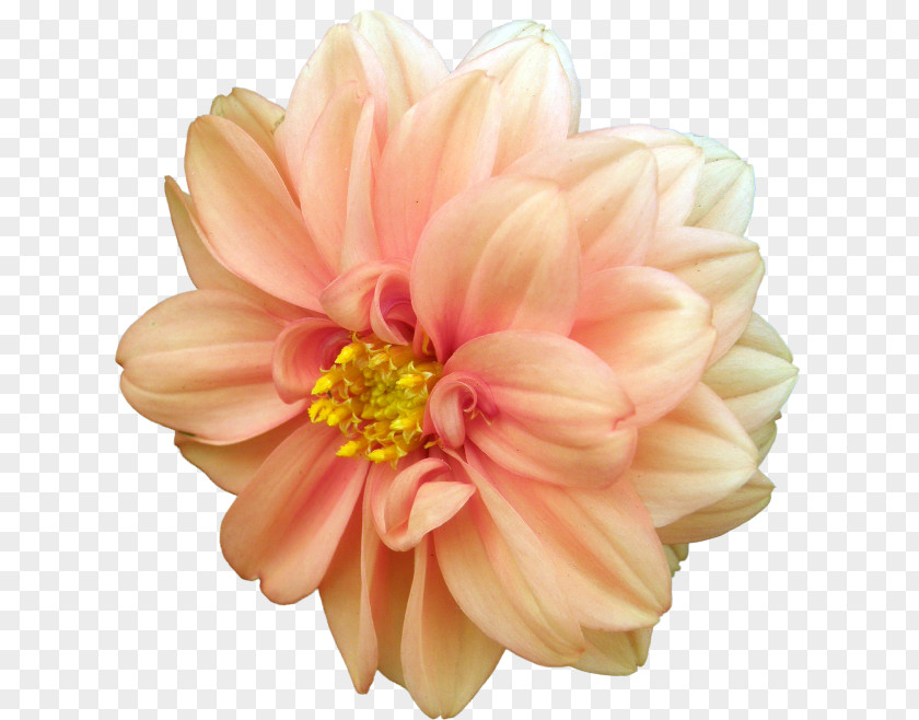 Flower Dahlia Desktop Wallpaper Metaphor Clip Art PNG