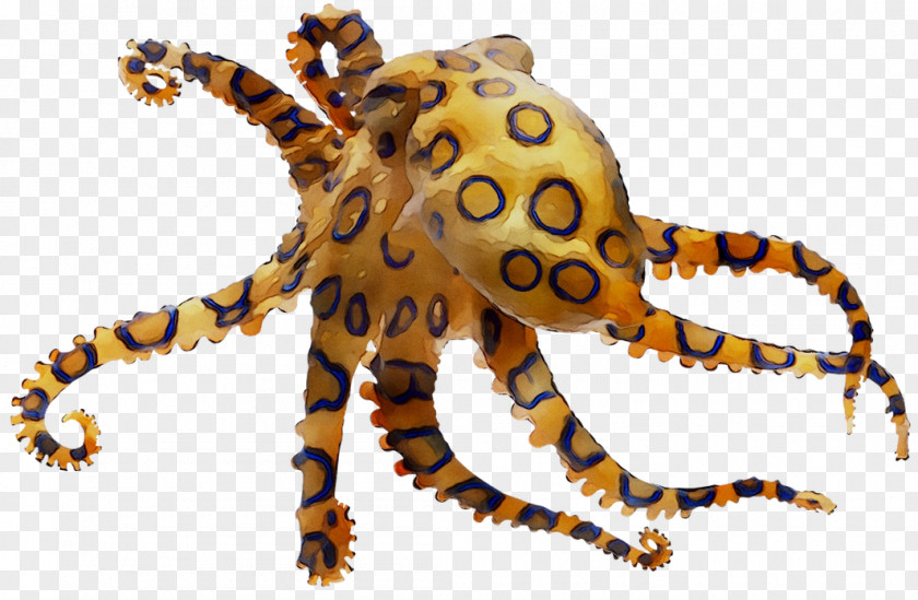 Octopus Crab Decapods Cephalopod Terrestrial Animal PNG