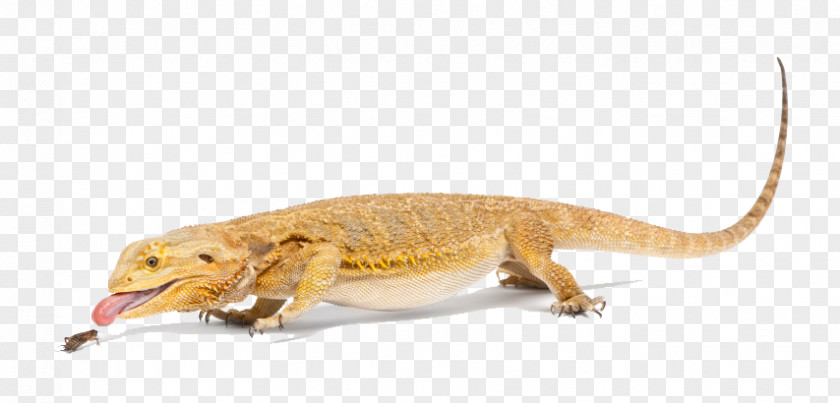 Bearded Dragon File Collie Central Reptile Lizard Pet PNG