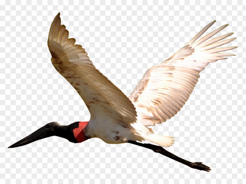Bird Jabiru Pantanal Beak Wing PNG