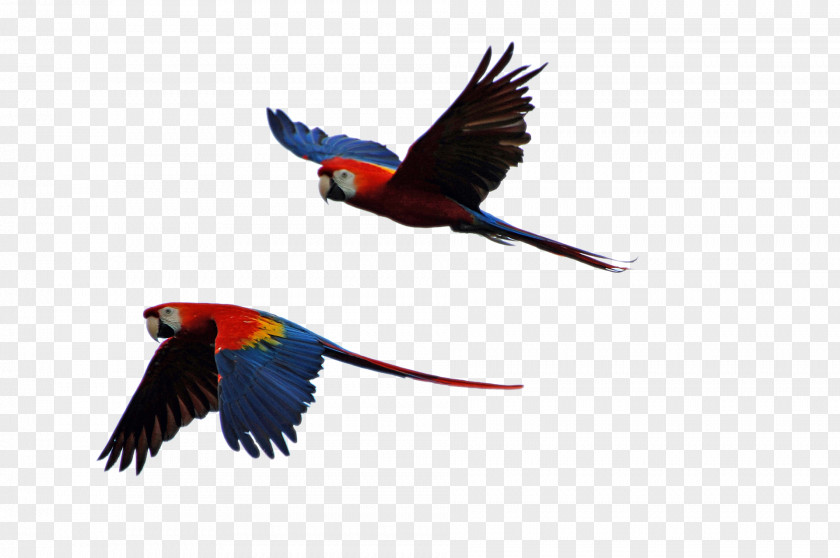 Parrots Parrot Bird Scarlet Macaw Budgerigar PNG